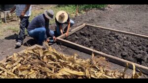 Tres personas con sombreros trabajan arrodilladas y de pie construyendo un marco de madera para un bancal de siembra con tierra oscura y restos de mazorca seca en primer plano en un huerto al aire libre, descripción accesible y optimizada para SEO sobre huertos, cultivo y manejo del suelo y con Ventajas y desventajas frente a la agricultura tradicional esenciales