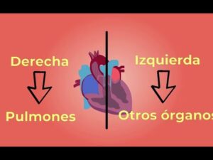 Ilustración tipo infografía de un corazón estilizado dividido por una línea vertical con flechas y etiquetas que señalan "Derecha — Pulmones" y "Izquierda — Otros órganos", optimizada para accesibilidad y SEO y pensada como apoyo visual para Ventajas y desventajas de llevar sujetador: qué es mejor para ti.