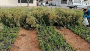 Vista de un huerto urbano con hileras de cultivos bajos entre caminos de tierra, un seto denso al fondo y una persona a la derecha realizando labores con un recipiente junto a vehículos y edificios urbanos, que ilustra Ventajas y desventajas de cultivos adaptados a nuestro entorno.