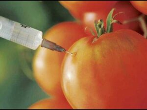 Primer plano de una jeringa insertando una aguja en la piel brillante de un tomate maduro con otros tomates desenfocados y hojas verdes de fondo, imagen que evoca manipulación experimental en alimentos y sirve para ilustrar contenidos sobre tomate, biotecnología, agricultura, seguridad alimentaria y consumo responsable — Ventajas y desventajas de los OGM: impacto y controversias reales