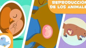 Infografía colorida y didáctica sobre la reproducción de los animales que muestra paneles con un embrión de ave dentro de un huevo, un embrión mamífero en gestación dentro del útero y un mamífero que porta huevos, optimizada para accesibilidad y SEO y destinada a explicar Ventajas y desventajas del viviparismo frente al oviparismo