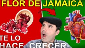 Miniatura vibrante con fondo dividido rojo y verde que muestra a la izquierda flores secas de jamaica en un cuenco, a la derecha una ilustración de un corazón anatómico y en el centro un hombre con gorra mirando sorprendido, acompañada de la frase Ventajas y desventajas flor de jamaica: efectos y cuidados esenciales para destacar beneficios, riesgos y cuidados relacionados con la salud cardiovascular.
