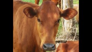 Primer plano frontal de una vaca de pelaje rojizo con orejas grandes y hocico oscuro junto a un ternero, sobre fondo de pasto y tronco, Hartón del Valle ventajas y desventajas para tu ganadería