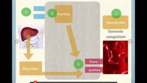 Diagrama esquemático que muestra el metabolismo del hierro con ilustración del hígado y el intestino, flechas hacia la ferritina para almacenamiento y hacia la transferrina y el torrente sanguíneo mediante la ferroportina regulada por la hepcidina, diseñado para explicar Ventajas y desventajas del hierro en el cuerpo humano y facilitar accesibilidad y SEO.