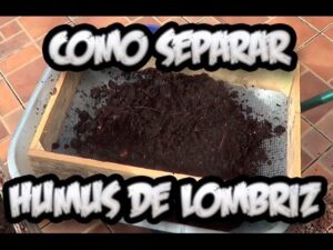 Tamiz de madera apoyado sobre una carretilla con humus oscuro de lombriz listo para ser separado sobre baldosas, con texto superpuesto que ilustra el procedimiento, Ventajas y desventajas del humus de lombriz para tu suelo.