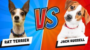 Póster comparativo con dos terriers pequeños mirando a cámara sobre un fondo dividido azul y rojo con un gran VS central y rótulos "Rat Terrier" a la izquierda y "Jack Russell" a la derecha, Jack Russell terrier ventajas y desventajas: ¿es ideal para ti?