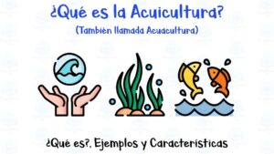 Banner informativo sobre acuicultura con el título ¿Qué es la Acuicultura? y subtítulo también llamada Acuacultura, tres iconos coloridos (manos sosteniendo una ola, algas marinas y dos peces saltando sobre olas) y pie de página que indica ¿Qué es?, Ejemplos y Características, ideal para ilustrar Ventajas y desventajas de la acuicultura: su impacto real y futuro.