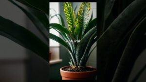 Planta de interior con hojas largas y variegadas en una maceta de terracota junto a una ventana, iluminada por luz natural con fondo desenfocado y la palabra 'natural' superpuesta en el centro, Ventajas y desventajas de la iluminación natural y su impacto real.