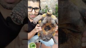 Hombre con gafas y barba corta sostiene en primer plano una tortuga grande mostrando su plastrón oscuro y sus patas escamosas rosadas frente a una pared de piedra y plantas, Ventajas y desventajas perro macho o hembra: guía para elegir bien
