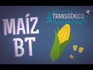maiz bt