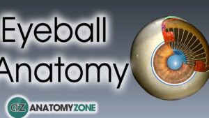 Ilustración educativa que muestra el título en inglés "Eyeball Anatomy", un diagrama en corte transversal del globo ocular a la derecha que revela córnea, iris, lente, fibras zonulares y capas internas de la retina sobre un fondo gris degradado y el logotipo de AnatomyZone en la esquina, Modelo de negocio eyeballs ventajas y desventajas clave