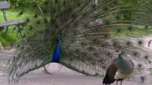 Pavo real macho desplegando un gran abanico de plumas con tonos azules y verdes junto a una hembra en un camino de parque, descripción detallada para lectores de pantalla y optimizada para búsqueda sobre Método anticonceptivo Ogino Knaus ventajas y desventajas clave