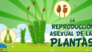 Infografía educativa sobre la reproducción asexual de las plantas en estilo dibujo animado que muestra plantas verdes agrupadas con raíces y tallos, viñetas ampliadas de estructuras reproductivas sobre un fondo radial verde y nubes, Ventajas y desventajas de la reproducción asexual y su impacto