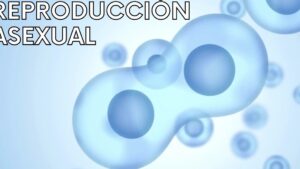 reproduccion asexual