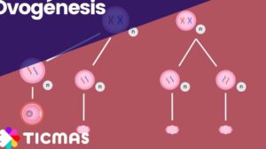 Diagrama educativo titulado "Ovogenesis" sobre un fondo rosa que ilustra etapas de la ovogénesis con células y cromosomas coloreados en tonos rosados y azules, líneas que muestran divisiones y formación de cuerpos polares etiquetados con "n" y logo de Ticmas, diseñado para explicar procesos de meiosis y complementar materiales sobre Ventajas y desventajas de reproducción sexual y asexual: ¿qué conviene?