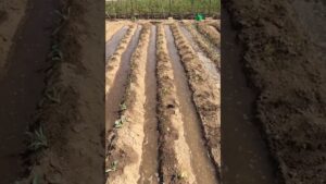 Vista de un huerto con camellones y surcos inundados donde pequeñas plántulas reciben agua por gravedad, ilustrando Ventajas y desventajas del riego por gravedad para tu cultivo.