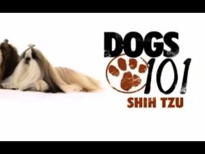 Imagen con fondo blanco que muestra a la izquierda dos perros Shih Tzu de pelaje largo y sedoso y a la derecha un logotipo con huella y el texto 'DOGS 101 SHIH TZU', descripción visual clara y accesible optimizada para SEO que invita al artículo Ventajas y desventajas de un Shih Tzu: ¿es el perro ideal para ti?
