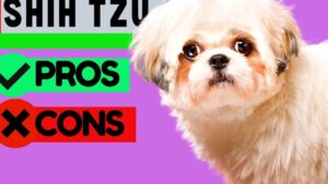 Primer plano de un perro Shih Tzu blanco y crema de pelo largo y ojos grandes sobre un fondo morado, junto a recuadros verdes y rojos con iconos de verificación y cruz que indican PROS y CONS, Ventajas y desventajas de tener un Shih Tzu, ¿es el perro ideal?