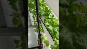 Lechugas verdes sanas en cultivo hidropónico vertical que muestran canales blancos y tubería de riego por goteo dentro de un invernadero, destacando estructura, densidad de plantas y fácil acceso para mantenimiento, Ventajas y desventajas del sistema NFT para tu cultivo